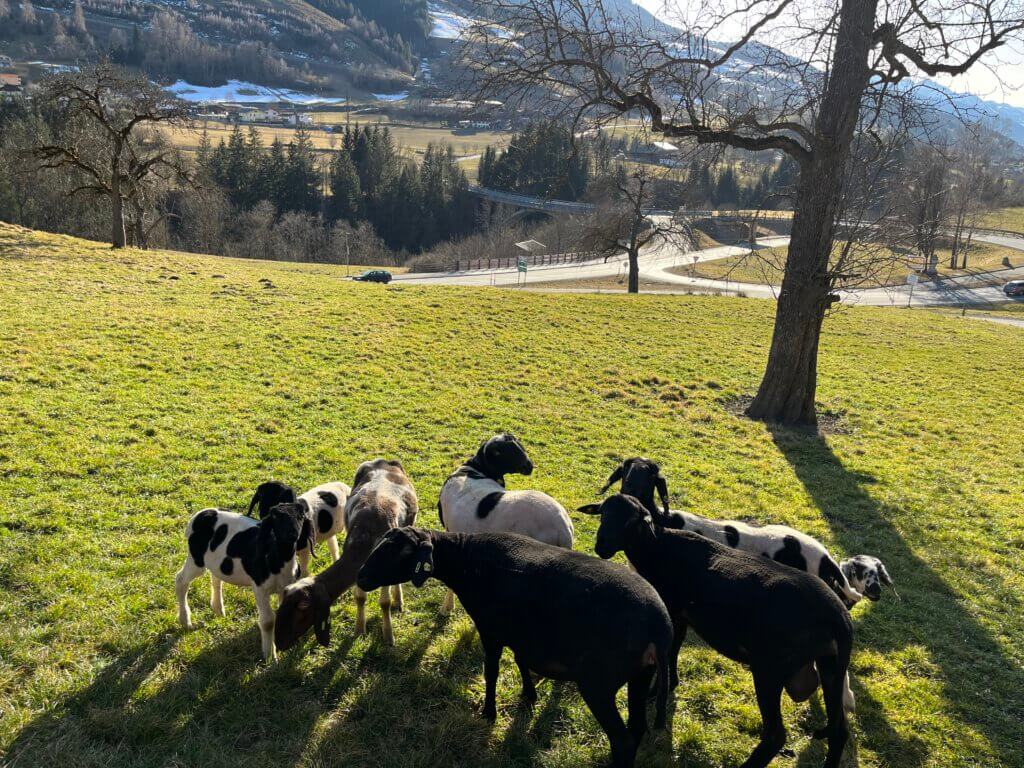 Alt-Text konnte nicht generiert werden: Timeout while downloading https://www.forsthof-taxenbach.at/wp-content/uploads/2025/04/IMG_9909.jpg.